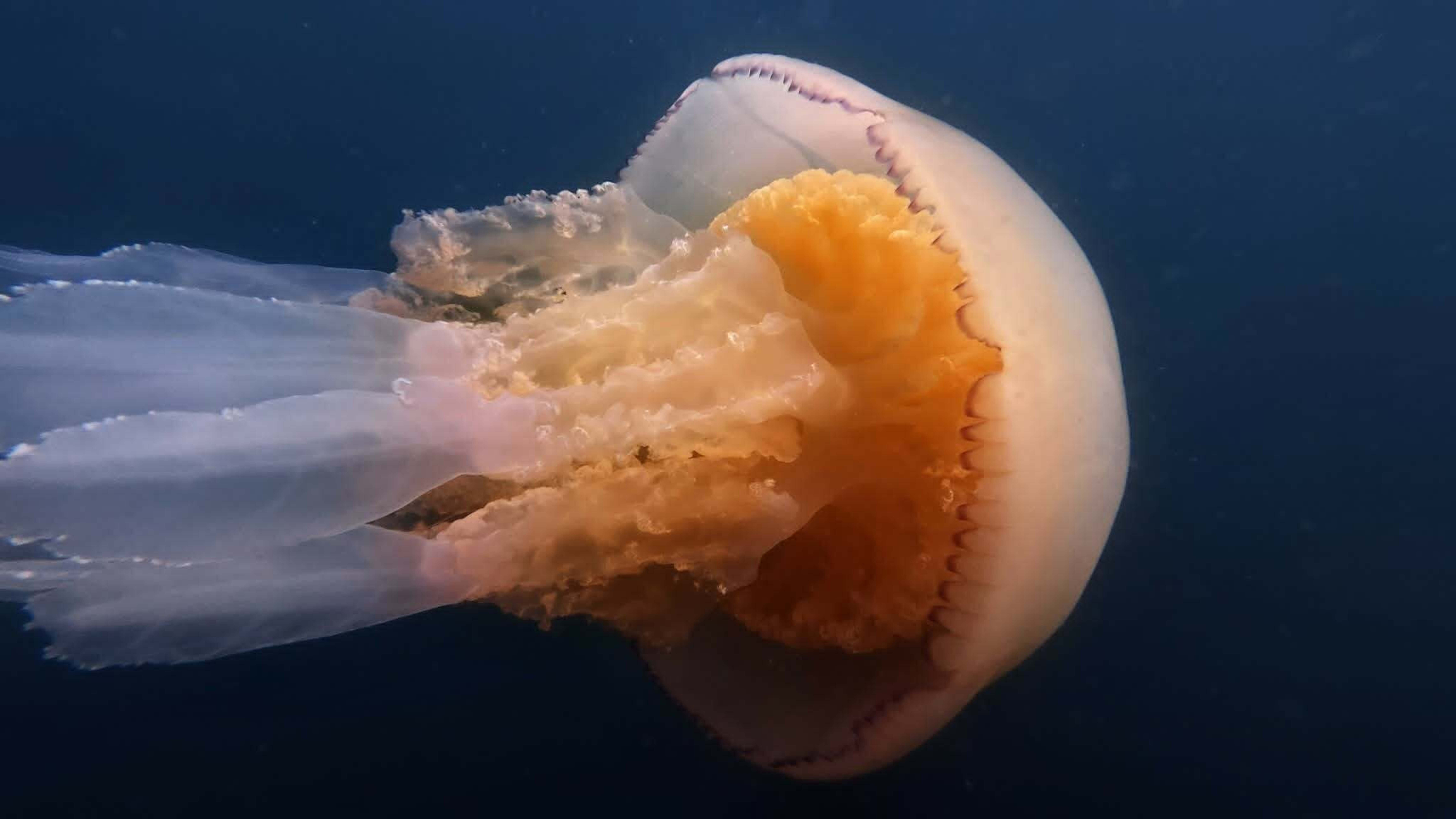 « Ce n’est pas un alien » : quelle est cette énorme méduse qui s’échoue sur les plages de Bretagne ? [Vidéo]