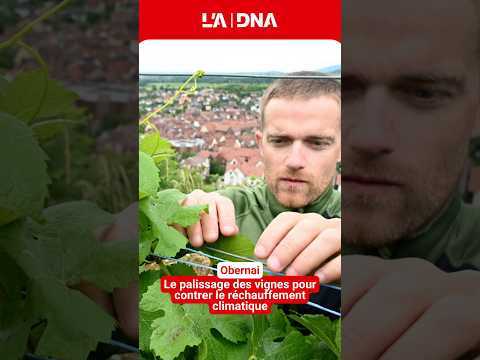 Le palissage des vignes pour contrer le réchauffement climatique