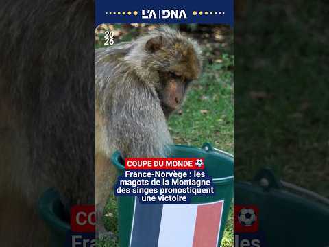 Les magots de la Montagne des singes pronostiquent le mondial