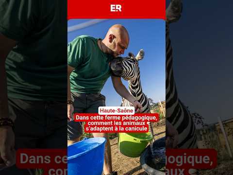Comment les animaux s'adaptent à la chaleur ?