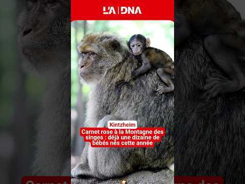Déjà une dizaine de bébés nés cette année à la Montagne des singes