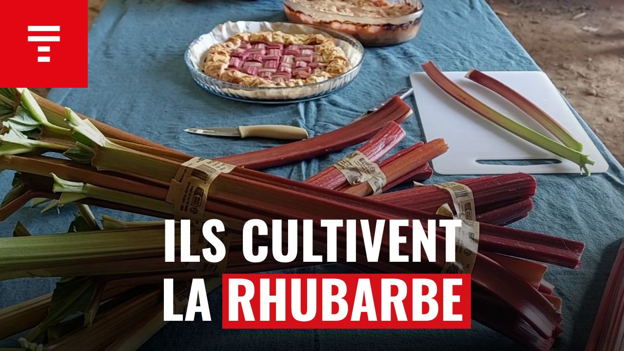 « On vise 250 tonnes en 2026 » : Prince de Bretagne parie sur la rhubarbe pour diversifier les exploitations [Vidéo]