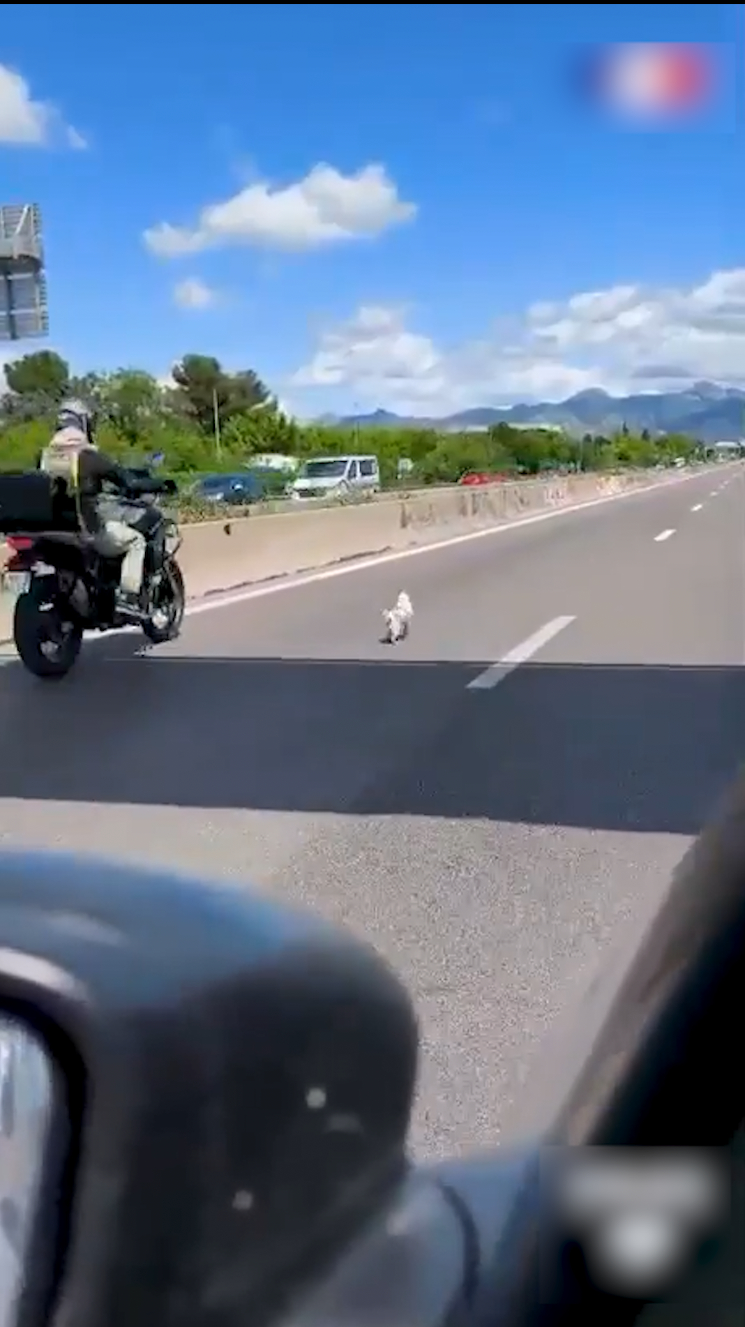 Une chienne sauvée de justesse après une fugue sur l'autoroute