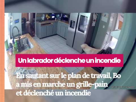 VIDEO : Un labrador d�clenche accidentellemen&hellip;