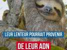 La lenteur des paresseux viendrait de leur ADN