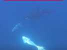 Deux orques font exploser un poisson-lune