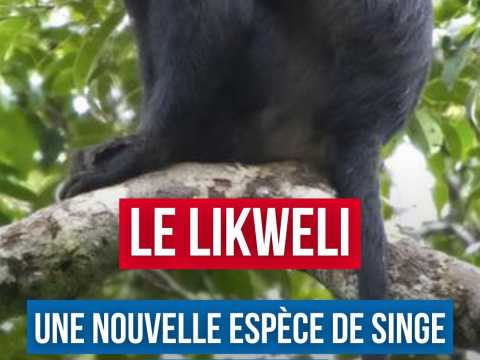 Découvert par la science, déjà menacé : le destin du likweli