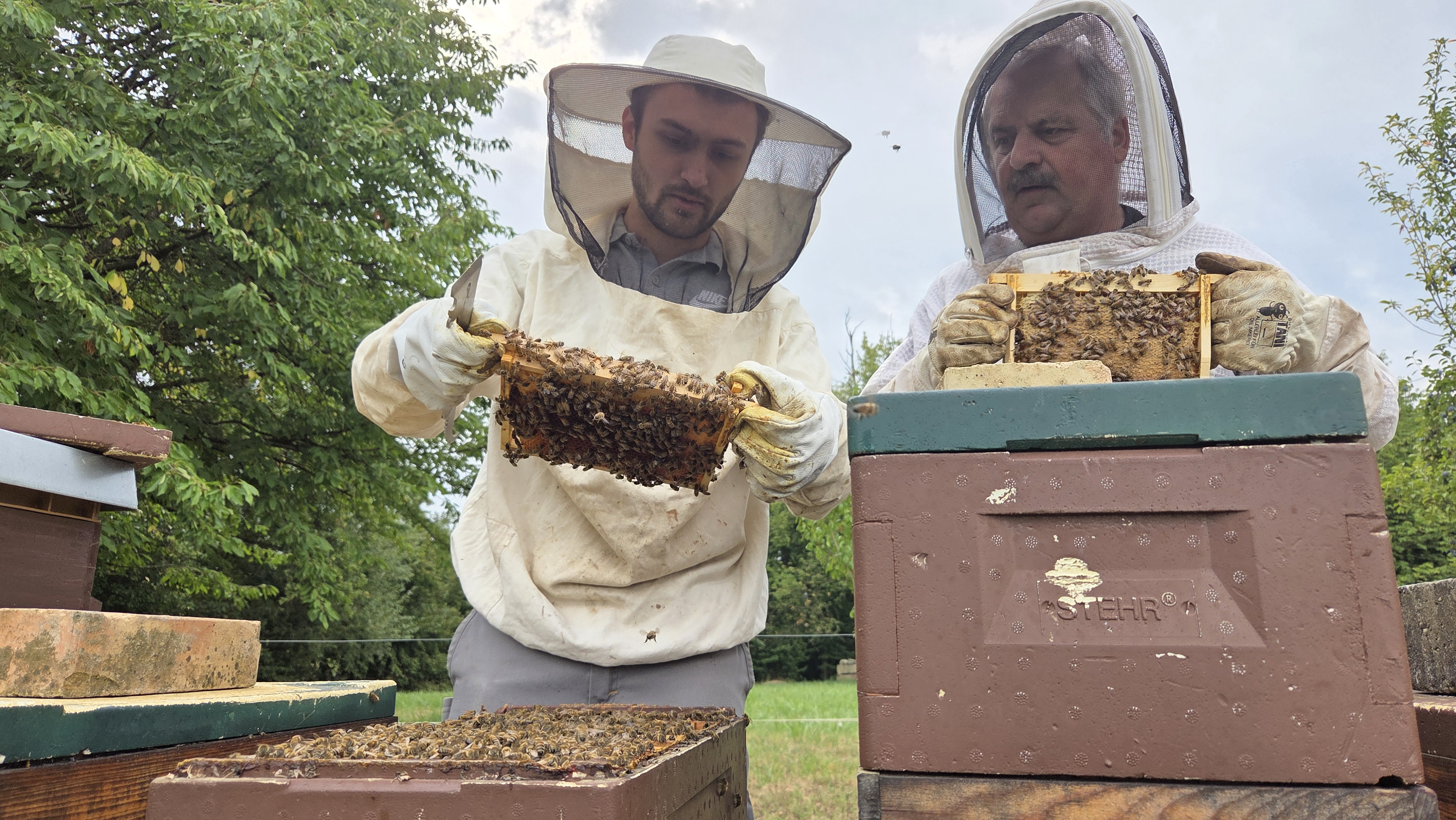 Canicules : gros coup de chaud pour les abeilles en Alsace qui produisent moins de miel