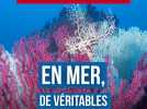 Gorgones, posidonies...Dans la mer aussi, de véritables incendies