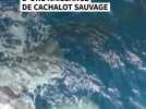 Les images rarissimes d'une naissance de cachalot sauvage