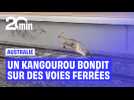 Un kangourou bondit sur les voies en Australie