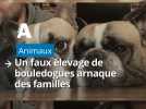 Arnaque au faux élevage de bouledogues dans les Ardennes