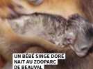 Un bébé singe doré nait au ZooParc de Beauval