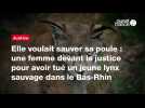 VIDEO. Elle voulait sauver sa poule : une femme devant la justice pour avoir tué un jeune lynx sauvage dans le Bas-Rhin