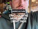 DNC : quatre mois après l'abattage