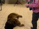 Stage de secourisme canin : ils apprennent à sauver leur compagnon à quatre pattes