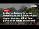 VIDEO. Le Zoo de Beauval lance un concours de cris d'animaux pour gagner des pass VIP et faire partie de la bande-son du parc