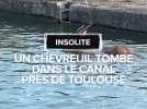 Un chevreuil tombe dans le canal près de Toulouse, des plongeurs sauvent l'animal