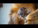 Un singe doré est né à Pairi Daiza