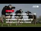 VIDEO. Ce village alsacien a inscrit cinq vaches à l'école maternelle pour éviter la fermeture d'une classe