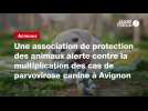 VIDÉO. Une association de protection des animaux alerte contre la multiplication des cas de parvovirose canine à Avignon