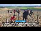 Ils ont taillé la vigne gratuitement pour aider la protection de l'enfance : retour sur "La Taille du coeur" 2026