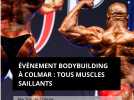 Evènement bodybuilding, le 38e Top de Colmar : tous muscles saillants
