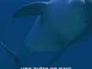 Animaux - Le ZooParc de Beauval attend toujours "le feu vert" pour l'accueil des dauphins d'Antibes et de Nantes