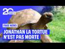 La plus vieille tortue du monde victime d'une arnaque à la cryptomonnaie