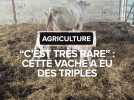 Une vache met au monde... des triplés