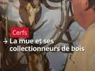 Quand les passionnés collectionnent les bois de cerfs