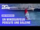Un windsurfeur percute une baleine à San Francisco