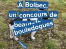Dans son haras à Bolbec, Nadia Girard accueille un concours de beauté de bouledogues français
