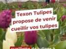 Agriculture - Offrez-vous un magnifique bouquet de tulipes pour moins de 20 euros grâce à la cueillette en libre-service en Haute-Vienne