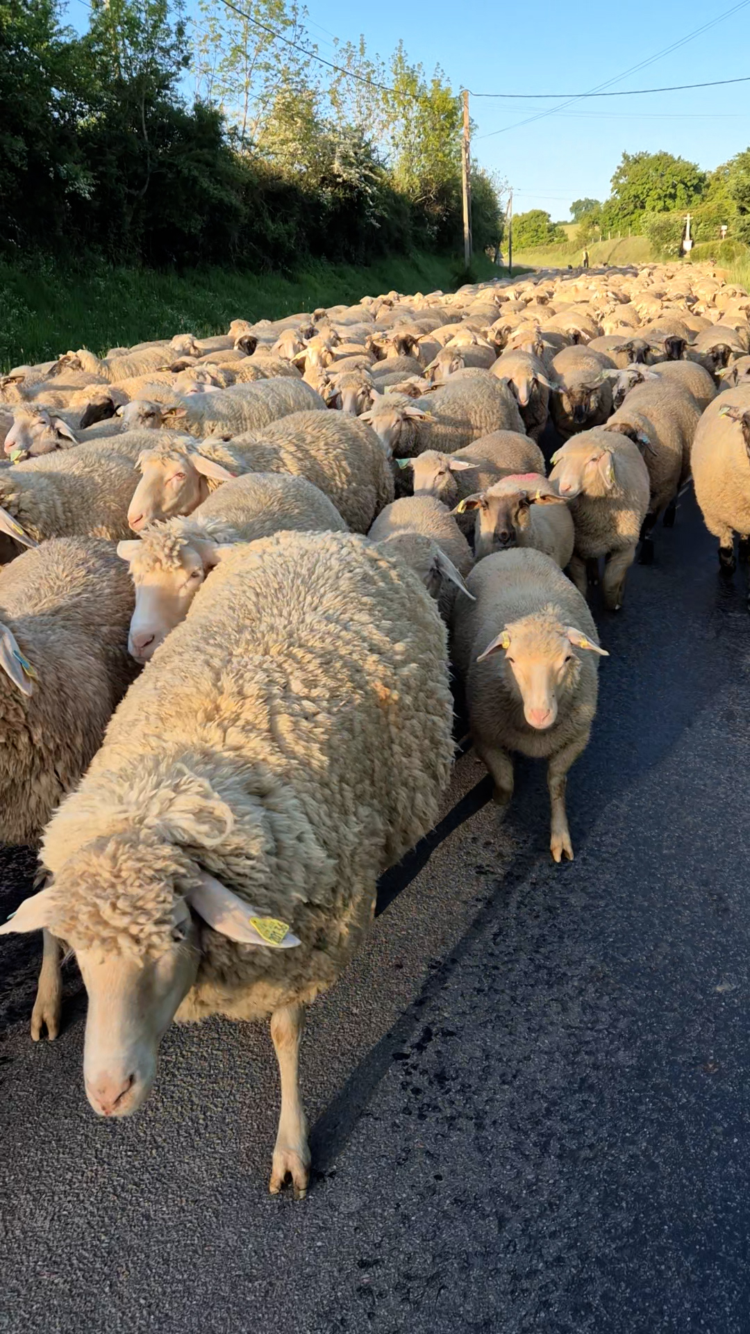 Sur les routes avec un berger et son troupeau