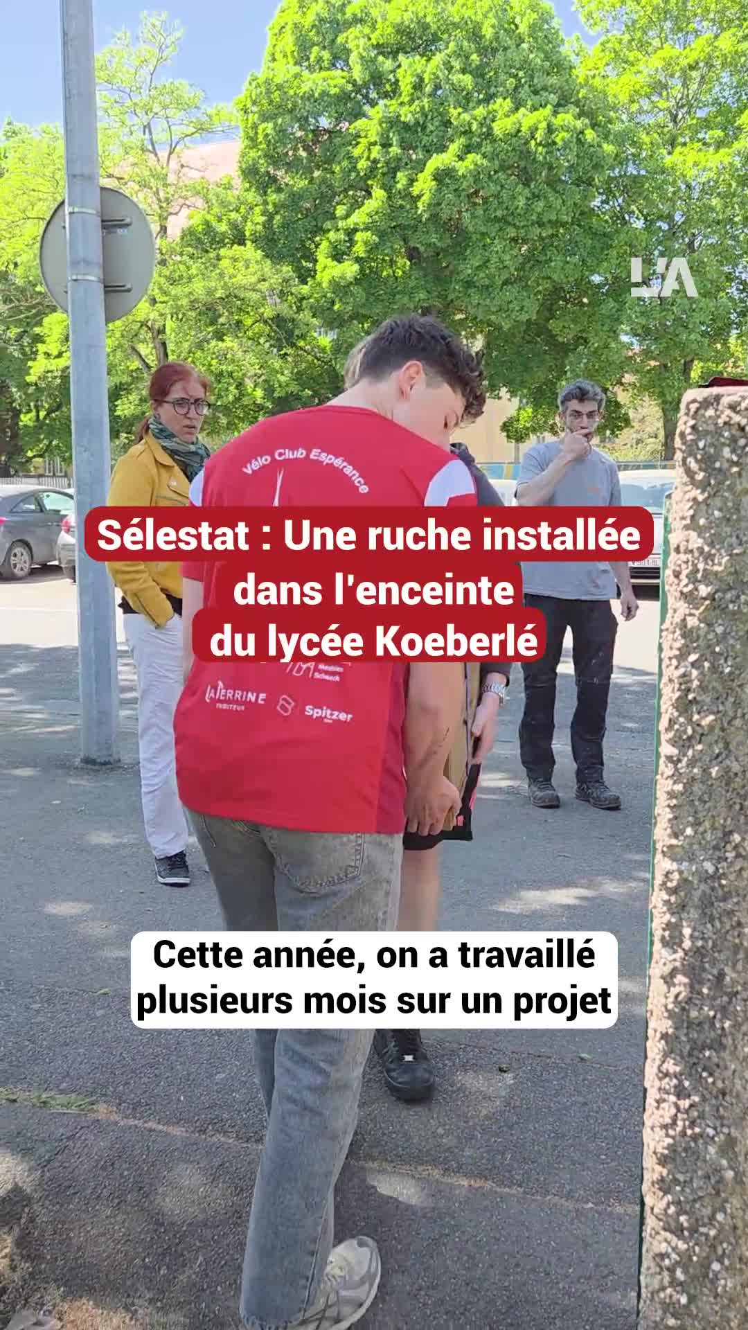 Une ruche installée dans l’enceinte du lycée Koeberlé à Sélestat