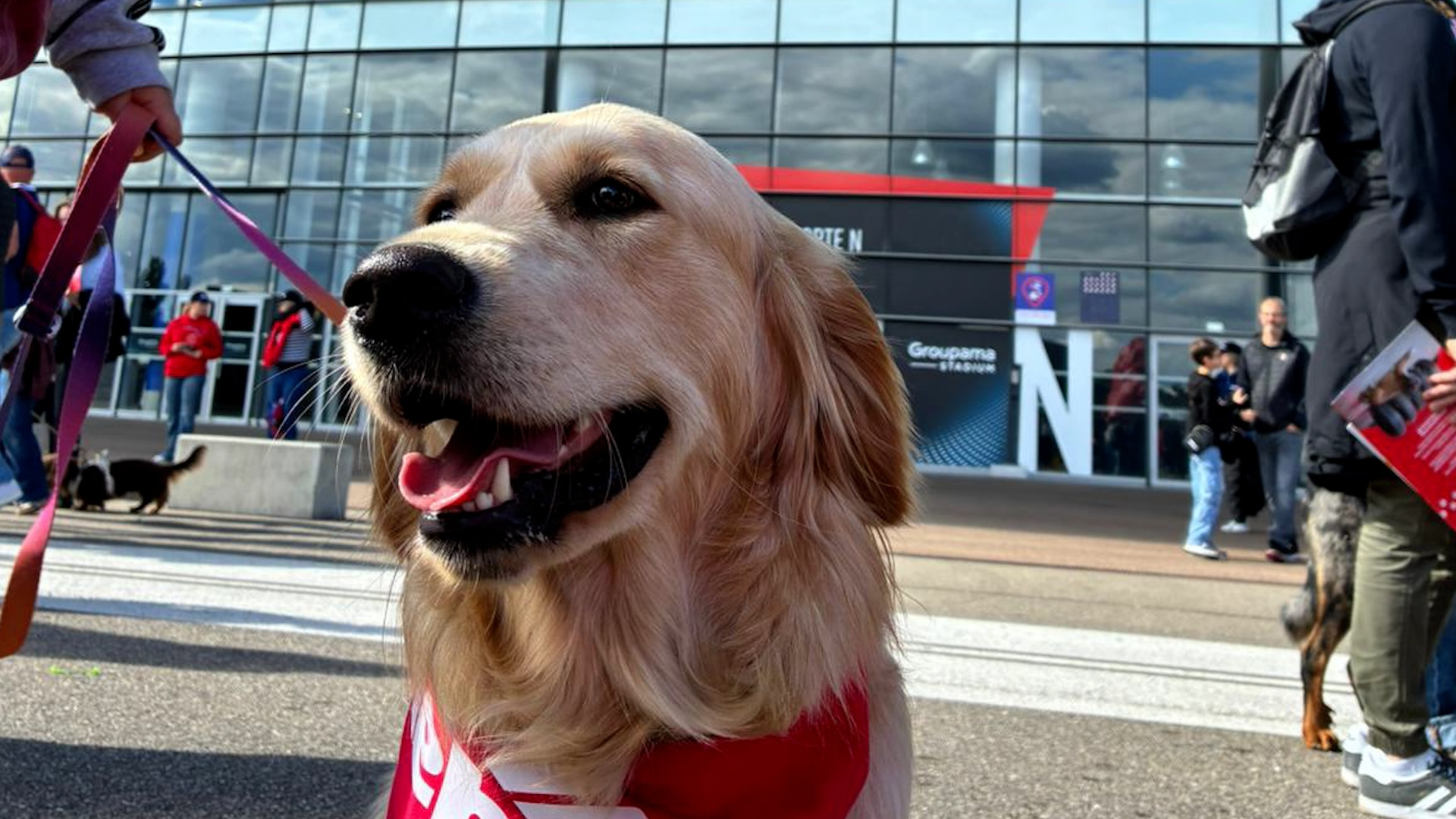 « Match de Wouf » : 200 chiens au stade pour encourager les Lyonnaises