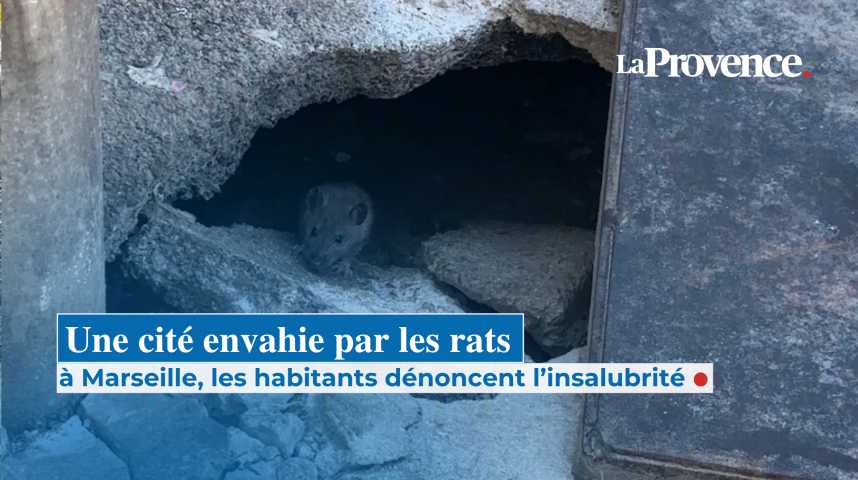 Larousse Rats