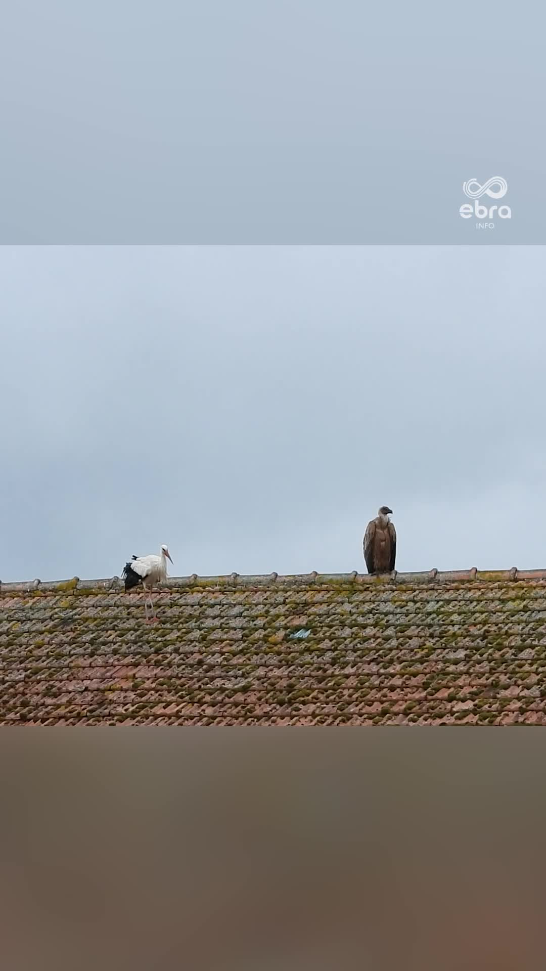 Fait exceptionnel : un vautour aperçu en Moselle, des nids de cigognes ...
