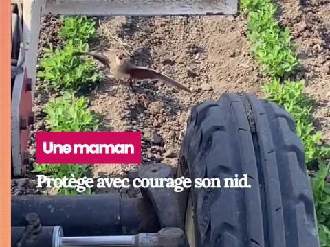 VIDEO : Une maman oiseau est pr�te � se sacri&hellip;