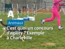 C'est quoi un concours d'agility ? Exemple à Charleville-Mézières