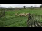 Les moutons ont réinvesti la citadelle de Montreuil