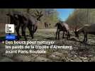 Des boucs nettoient les pavés avant Paris-Roubaix