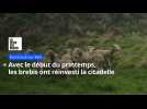 Avec le début du printemps, les moutons ont réinvesti la citadelle de Montreuil