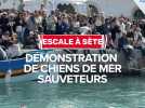 Démonstration de chiens de sauvetage en mer