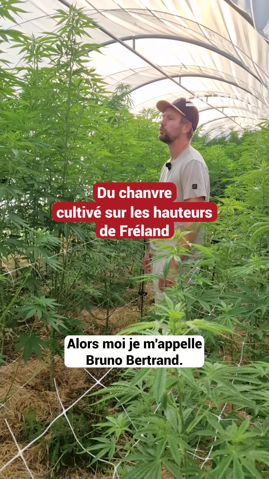 Du chanvre cultivé sur les hauteurs de Fréland par L’Echappée welche