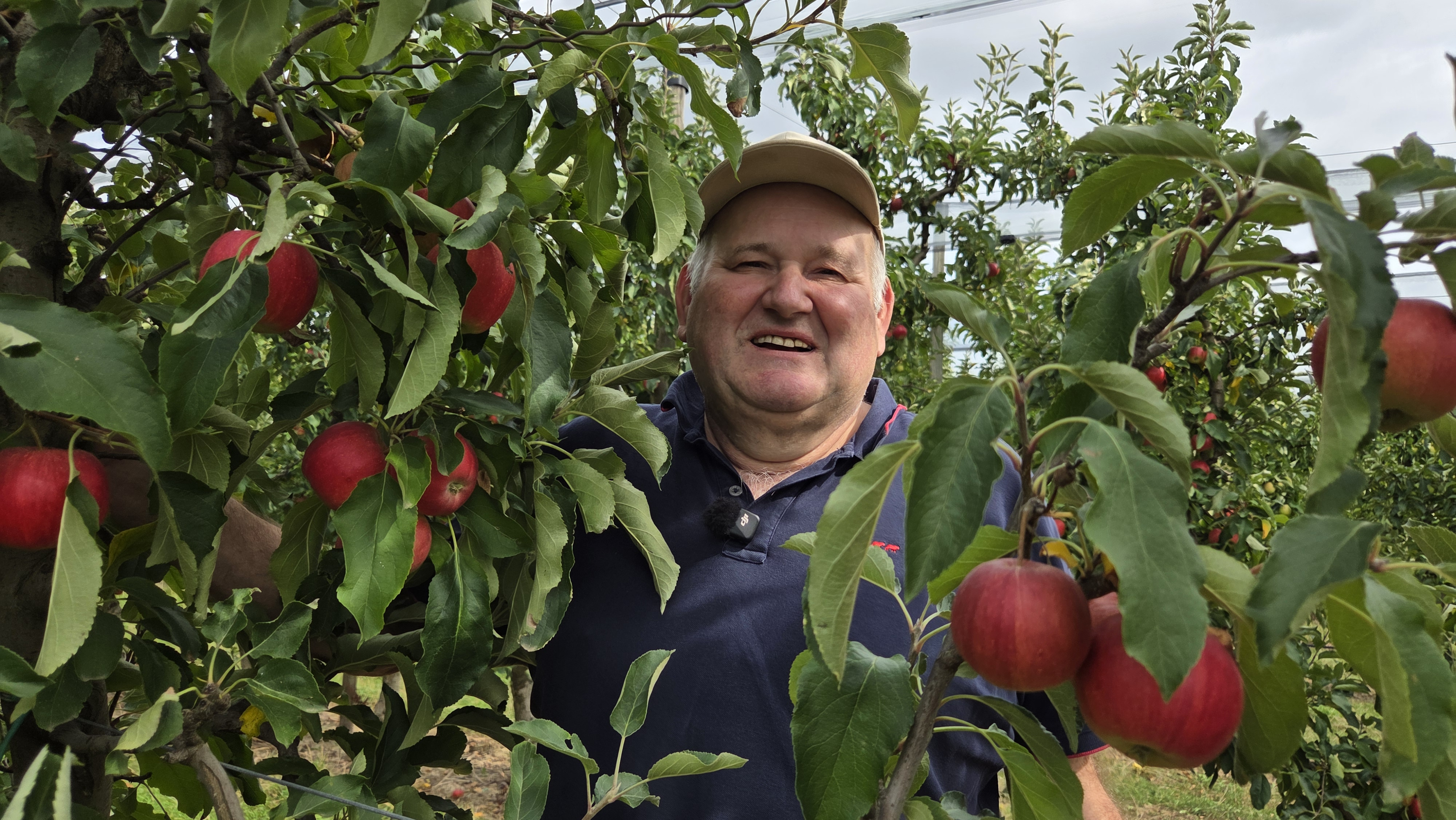Canicule, sécheresse et. grêle, le scénario catastrophe des producteurs de fruits du Nord Alsace