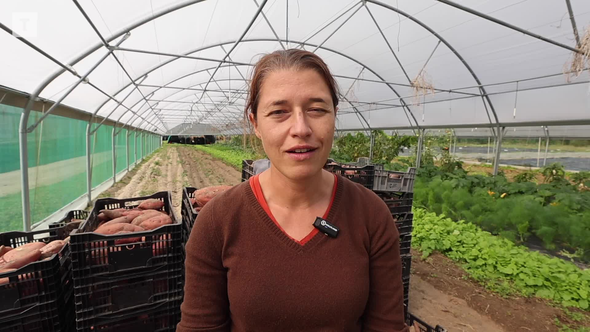 « J’ai eu l’idée en regardant le JT de Jean-Pierre Pernaut » : comment Vannes a créé une régie maraîchère pour nourrir les tout-petits
