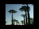 Watch video Allée des Baobabs - Madagascar - Label : ItinerairesDuMonde