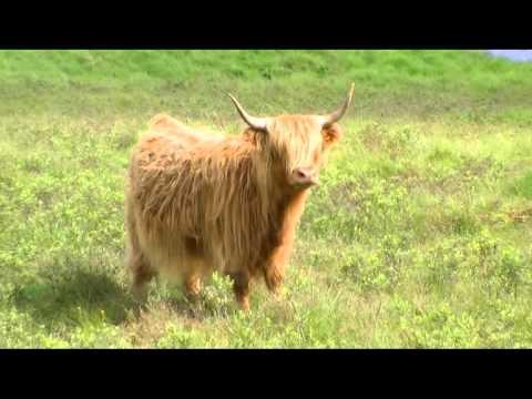 beautiful scotland - trossachs & loch lomond